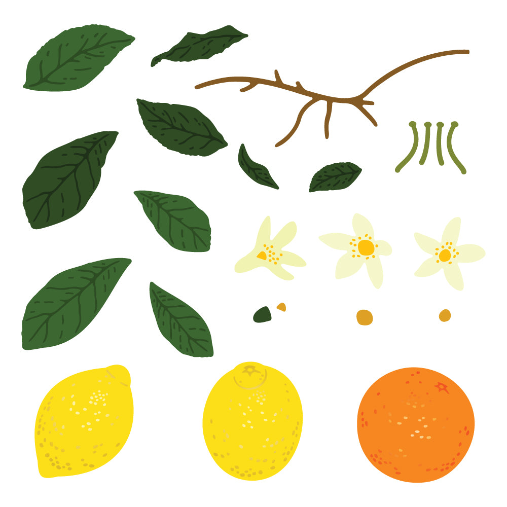Lovely Layers: Citrus - Honey Cuts Stand-Alone Dies