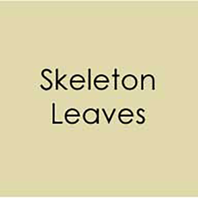 Gina K A2 Envelopes 10pk - Skeleton Leaves - Honey Bee Stamps