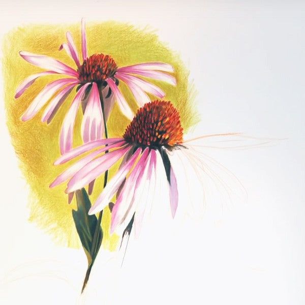 Luminance Colored Pencils 6901 by Caran D'Ache - Choose Your Color - Honey Bee Stamps